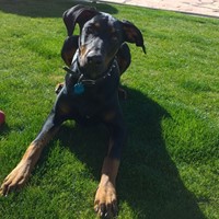 Lost Pet Image