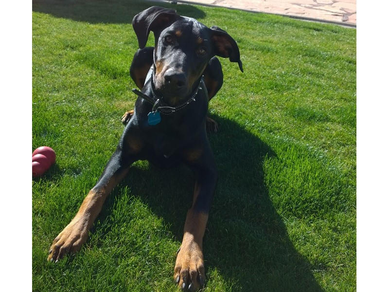 Pet Photo