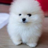 pet photo