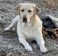 Lost Pet Image
