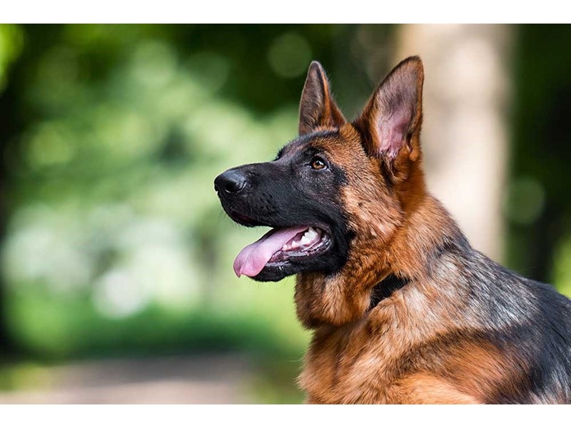 Pet Photo