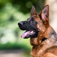 Lost Pet Image