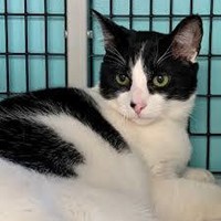 Lost Pet Image