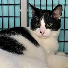 Pet Photo